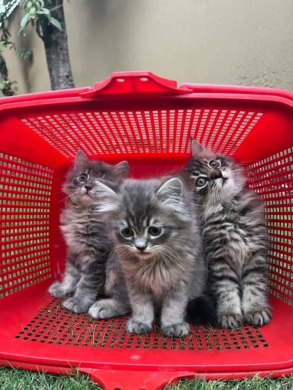 Persian | Triple Coated | Kitten (Pair for sale) 4