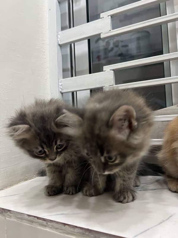 Persian | Triple Coated | Kitten (Pair for sale) 5