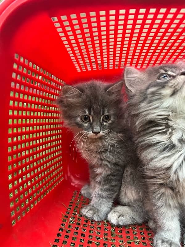 Persian | Triple Coated | Kitten (Pair for sale) 6