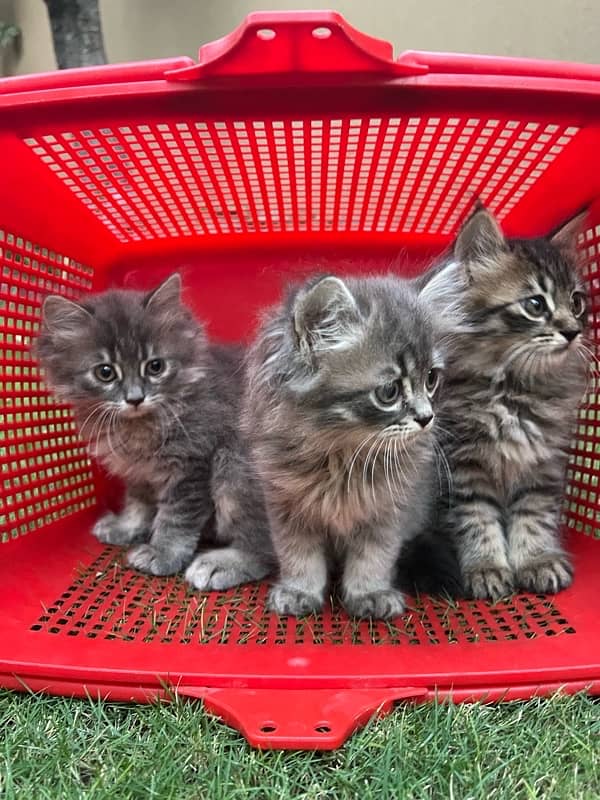 Persian | Triple Coated | Kitten (Pair for sale) 8