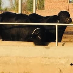 pregnant jhotian and pregnant heifers and unjoint heifers female caves