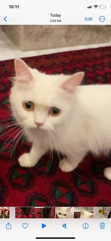 persian cats| punch face cute |tripple coat| active playful| quality 5