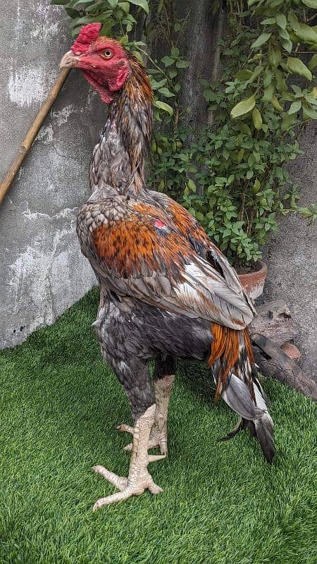 murg for sale location Lahore shadra 1