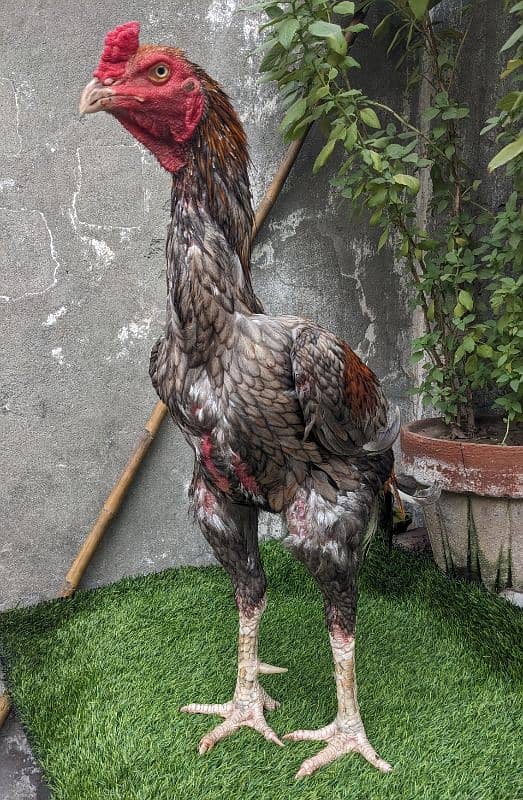 murg for sale location Lahore shadra 7