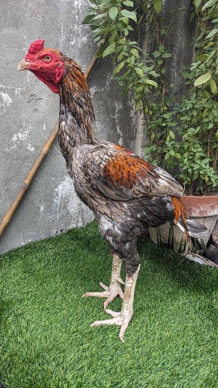 murg for sale location Lahore shadra 9