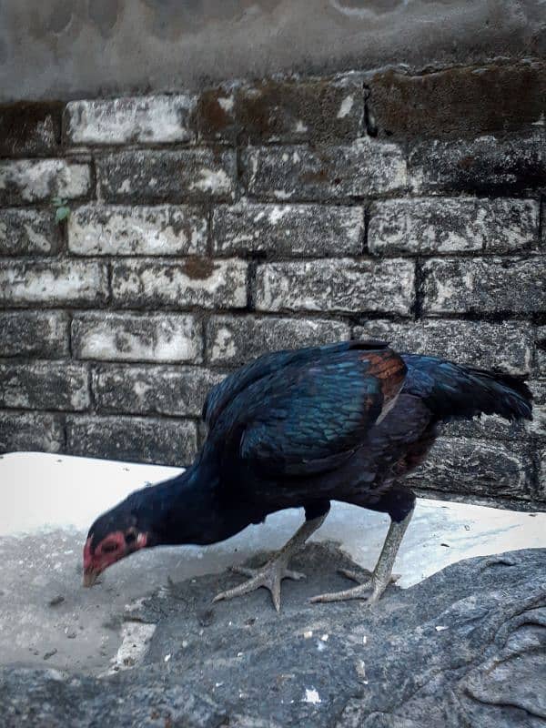 Thai x Veit 10mnth breeder hen 2