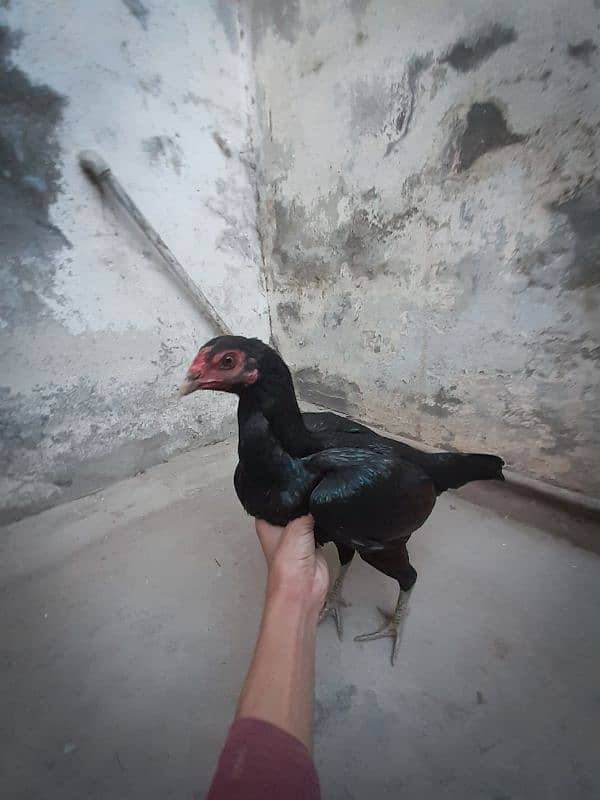 Thai x Veit 10mnth breeder hen 3