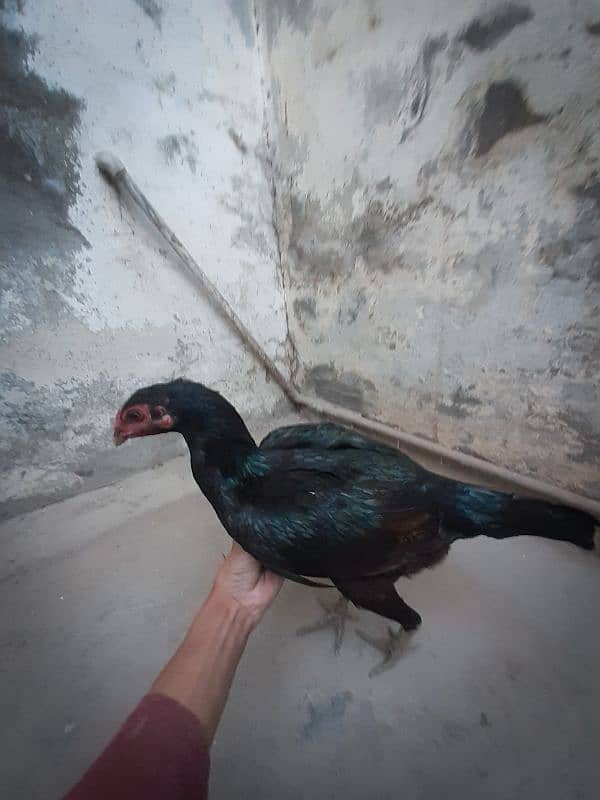 Thai x Veit 10mnth breeder hen 4