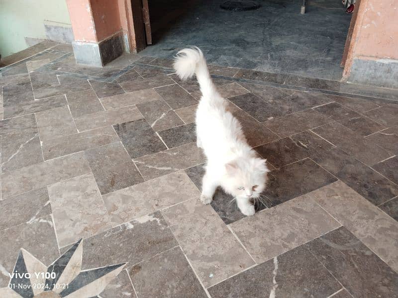 persian cat 3d coded 2 ayes old 2