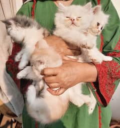 Persian Cats | Persian Kittens | Tripple coated | Punch face