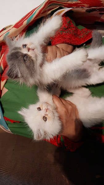 Persian Cats | Persian Kittens | Tripple coated | Punch face 1