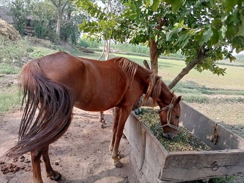 Runner Horse for sale 0