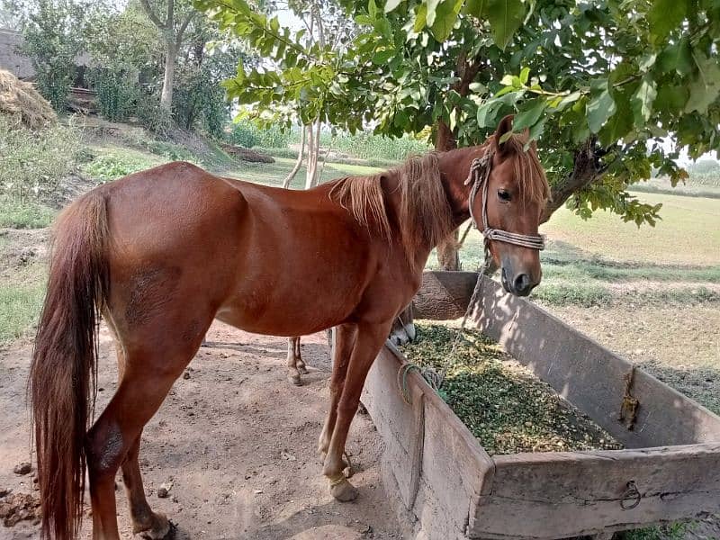 Runner Horse for sale 1