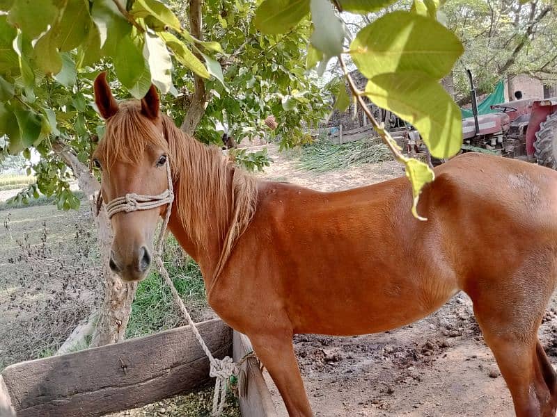 Runner Horse for sale 2