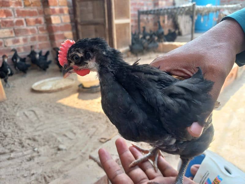 Australorp 41 Days Chicks 03029596978 0