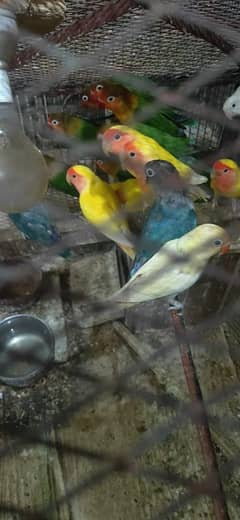 birds lovers