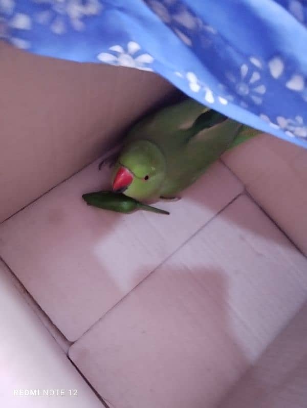 female parrot for sale 1