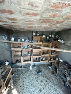 All pigeons breeder setup for sale