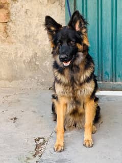 Long coat German shepherd Female Full Trained Black Tan