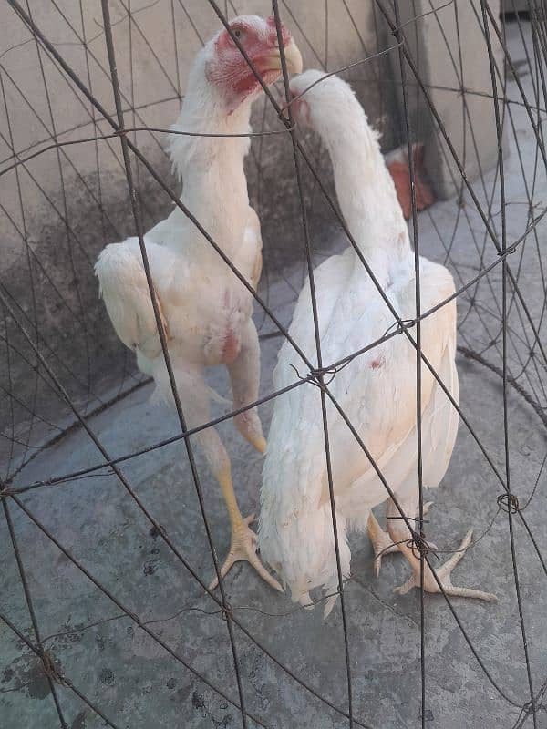 white shamo pair best quality 5 plus months 3