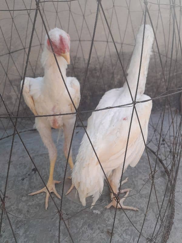 white shamo pair best quality 5 plus months 0