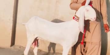 Rajanpuri bakri 2 Bacchon ke sath for sale Call me03425820107