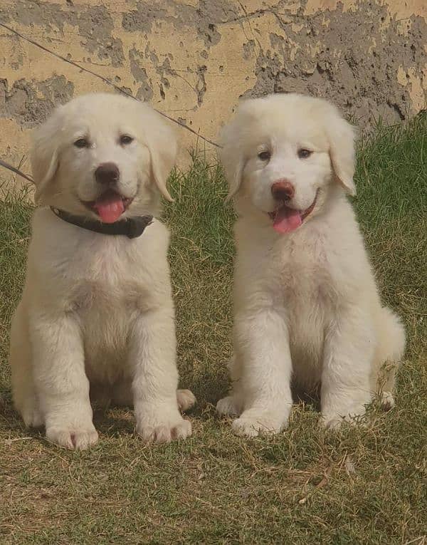 bakarwal security dog 3 month pair for sale heavy bone 1