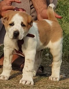 alabai security Dog 2 manth male for sale heavy bone