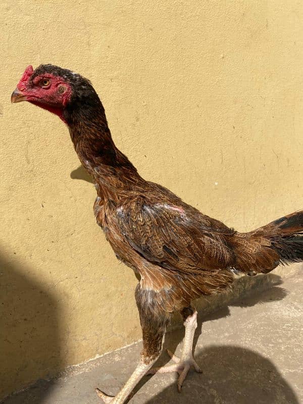 Brown O Shamo Female Available. High Quality. Good Structure. 0