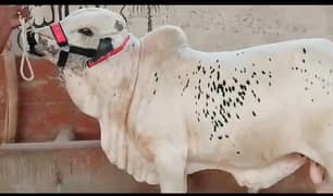 Ali goat and cattle 2025 ki qurbani ka liya ideal chize hay i