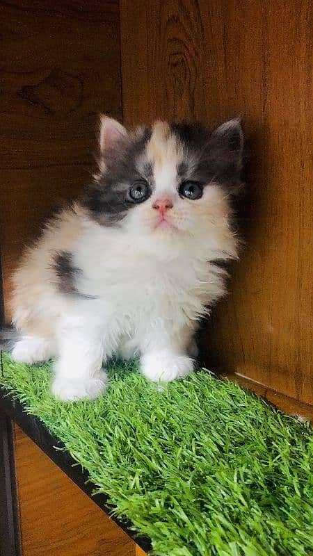 Persian Punch face triple coat cat Kitten 6