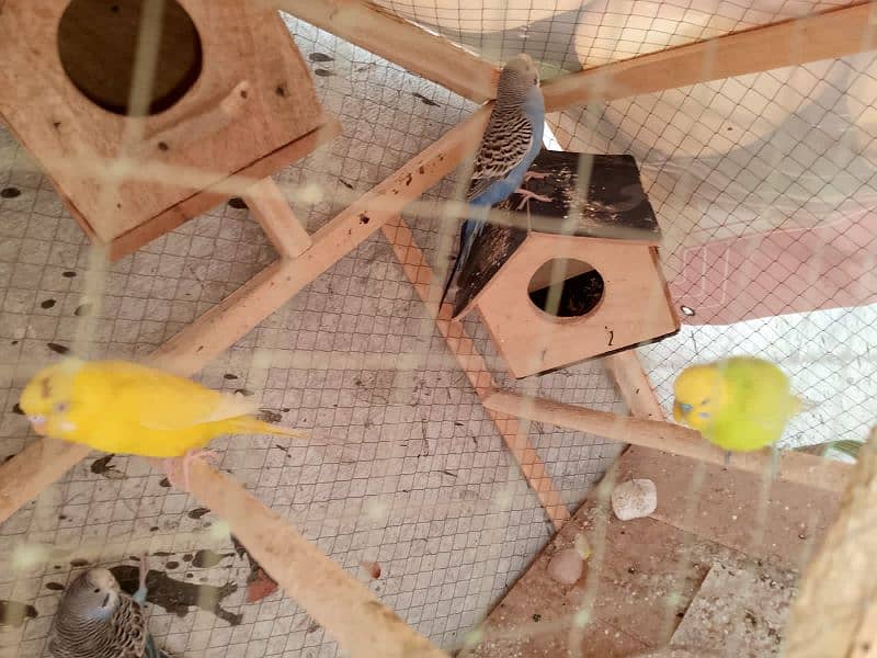 Australian parrots for sale breading pair 2