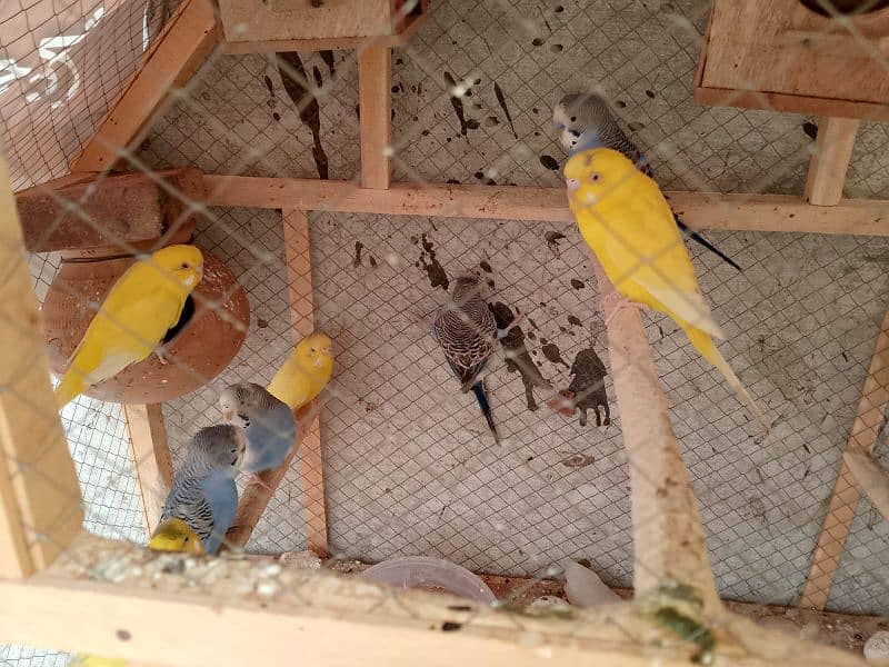 Australian parrots for sale breading pair 3