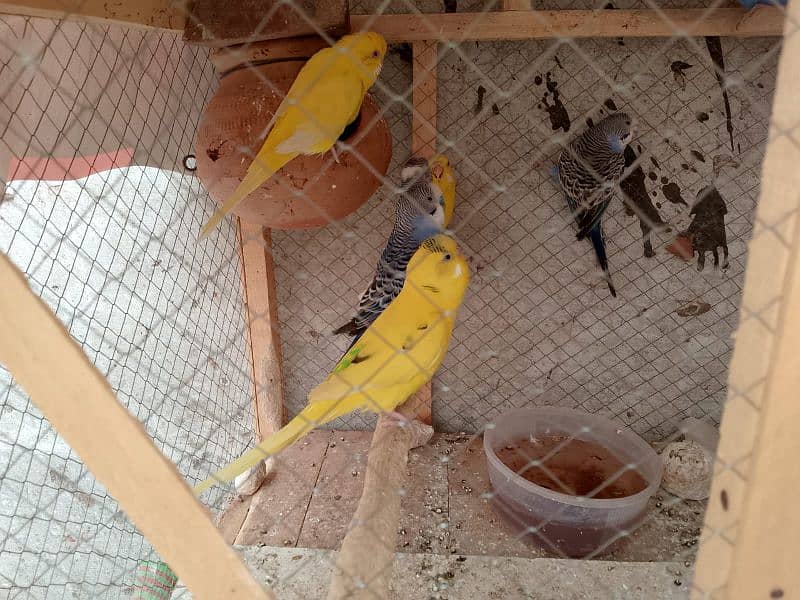 Australian parrots for sale breading pair 4