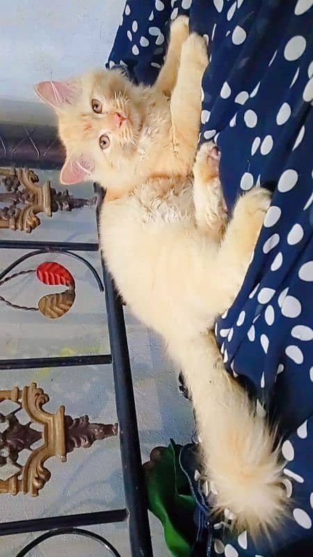 Persian cat for sale 0