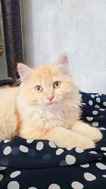 Persian cat for sale 1