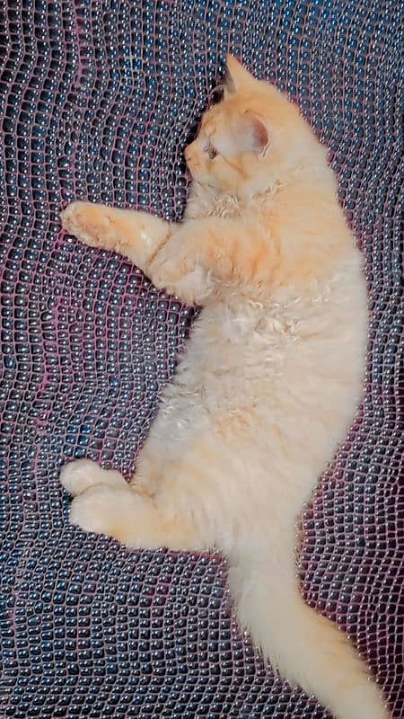 Persian cat for sale 3