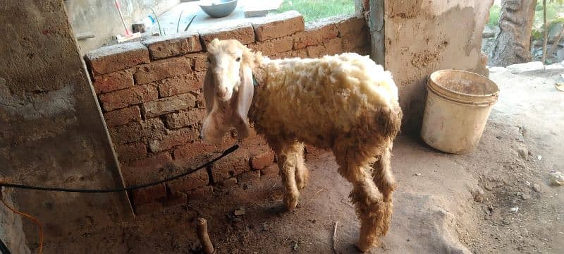 kajla sheep/BAkra 0