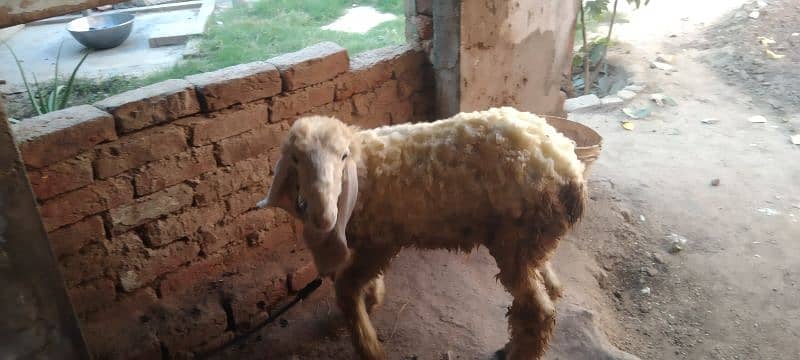 kajla sheep/BAkra 1