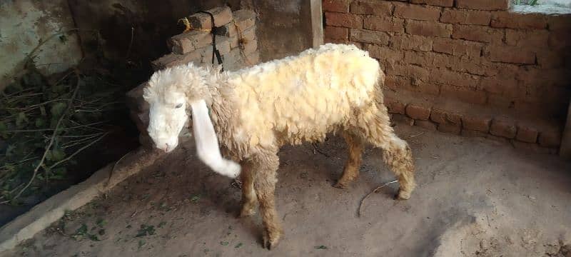 kajla sheep/BAkra 2