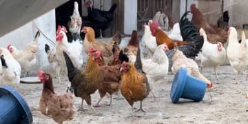 Golden misri vaccinated colourful hens