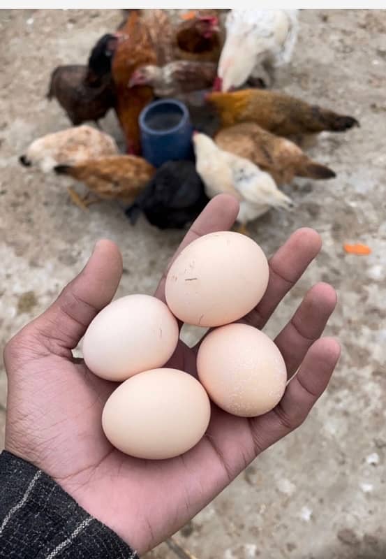 Golden misri vaccinated colourful hens 1