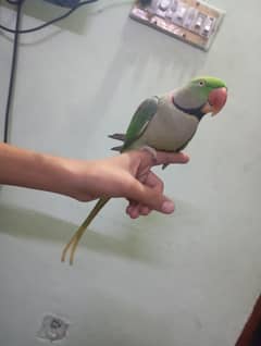 Kashmir raw parrot