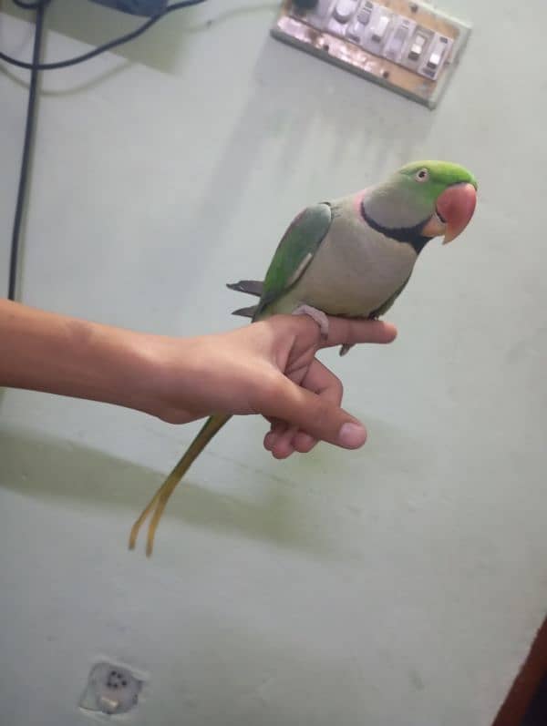 Kashmir raw parrot 0