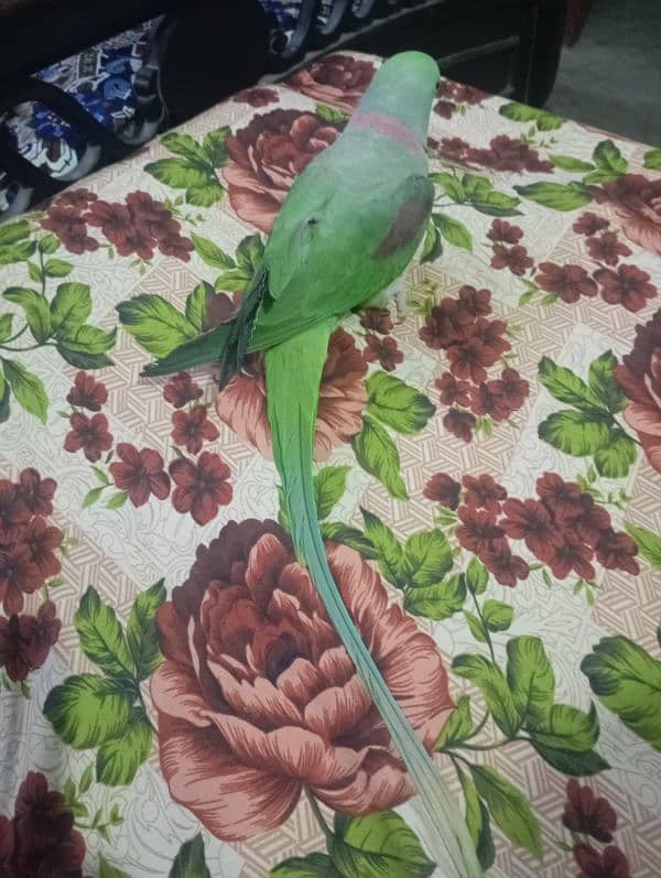 Kashmir raw parrot 1