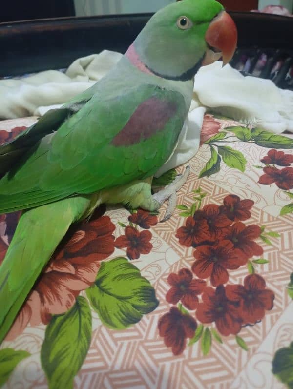 Kashmir raw parrot 2