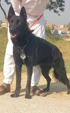 black German Shepherd double coat female age 6 month for sale