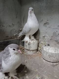 lahori Sherazi and sentient pigeon