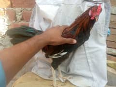 Desi murgha breeder