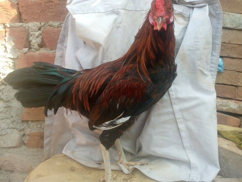 Desi murgha breeder 1